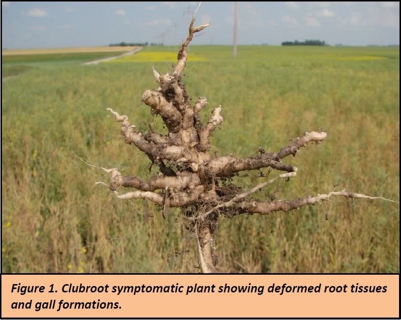 clubroot symptomatic