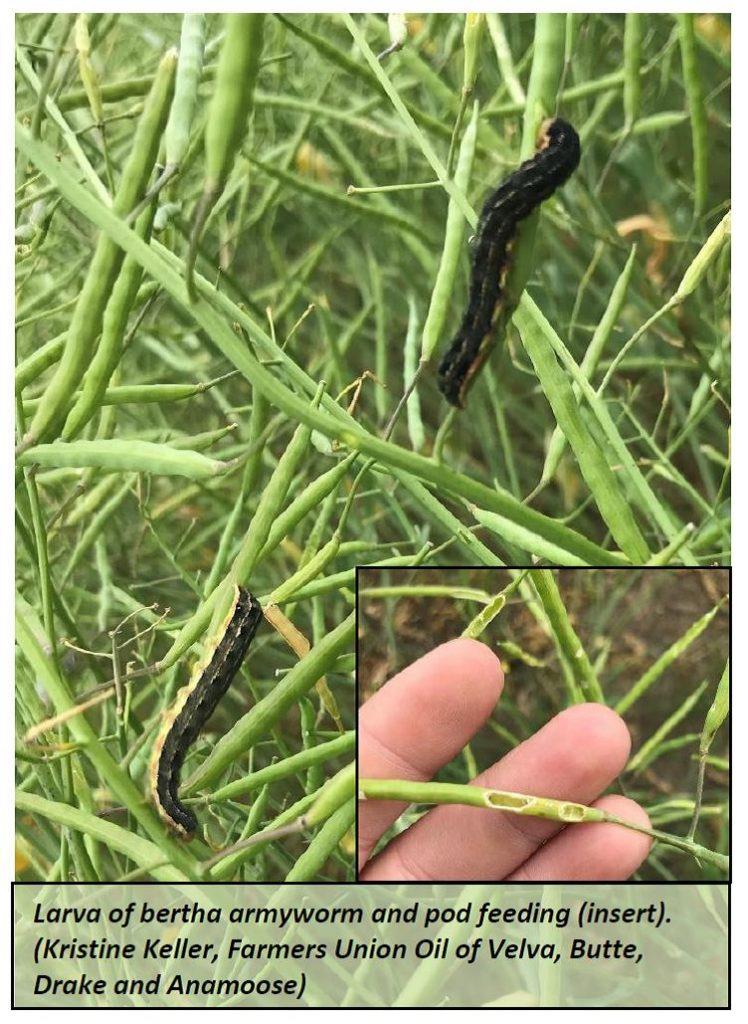 Larva of bertha armyworm