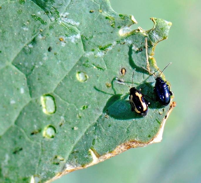Flea Beetles