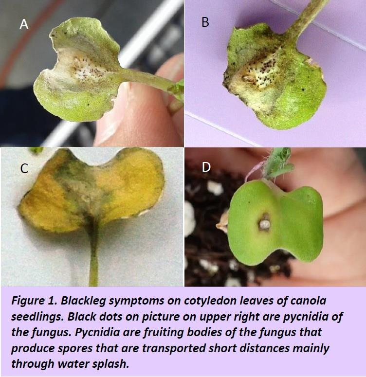 Blackleg symptoms
