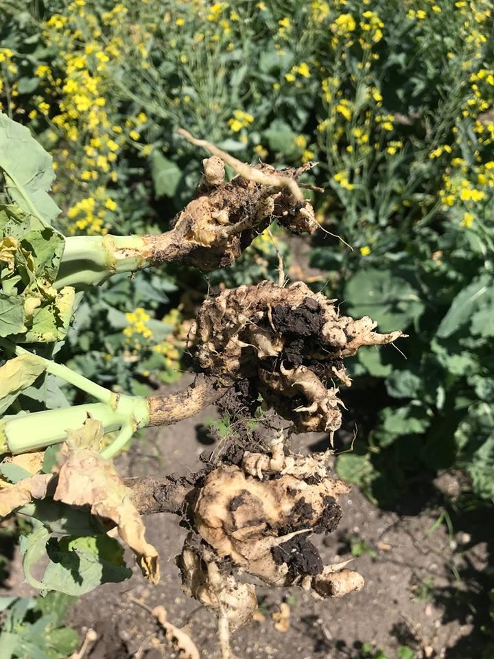 Galls on canola roots infected with clubroot