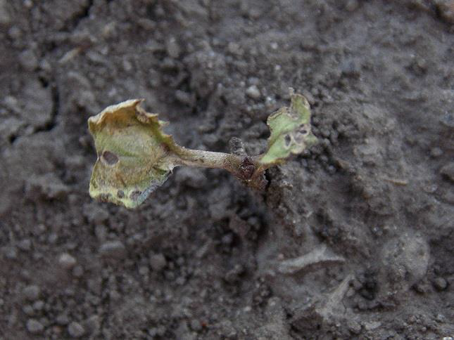 Flea Beetle