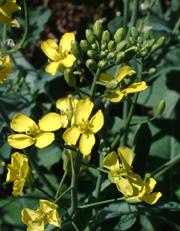 Canola Flowers