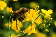 Canola Flower Bee