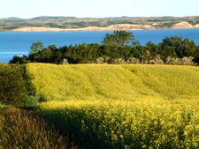 Canola Field