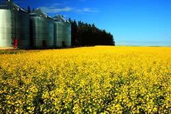 Canola Field